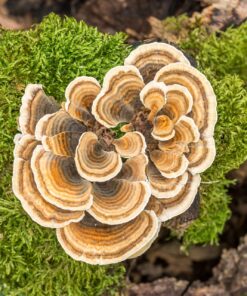 Alternative view of מבצע זוגות פטריית  טרמטס “זנב התרנגול”